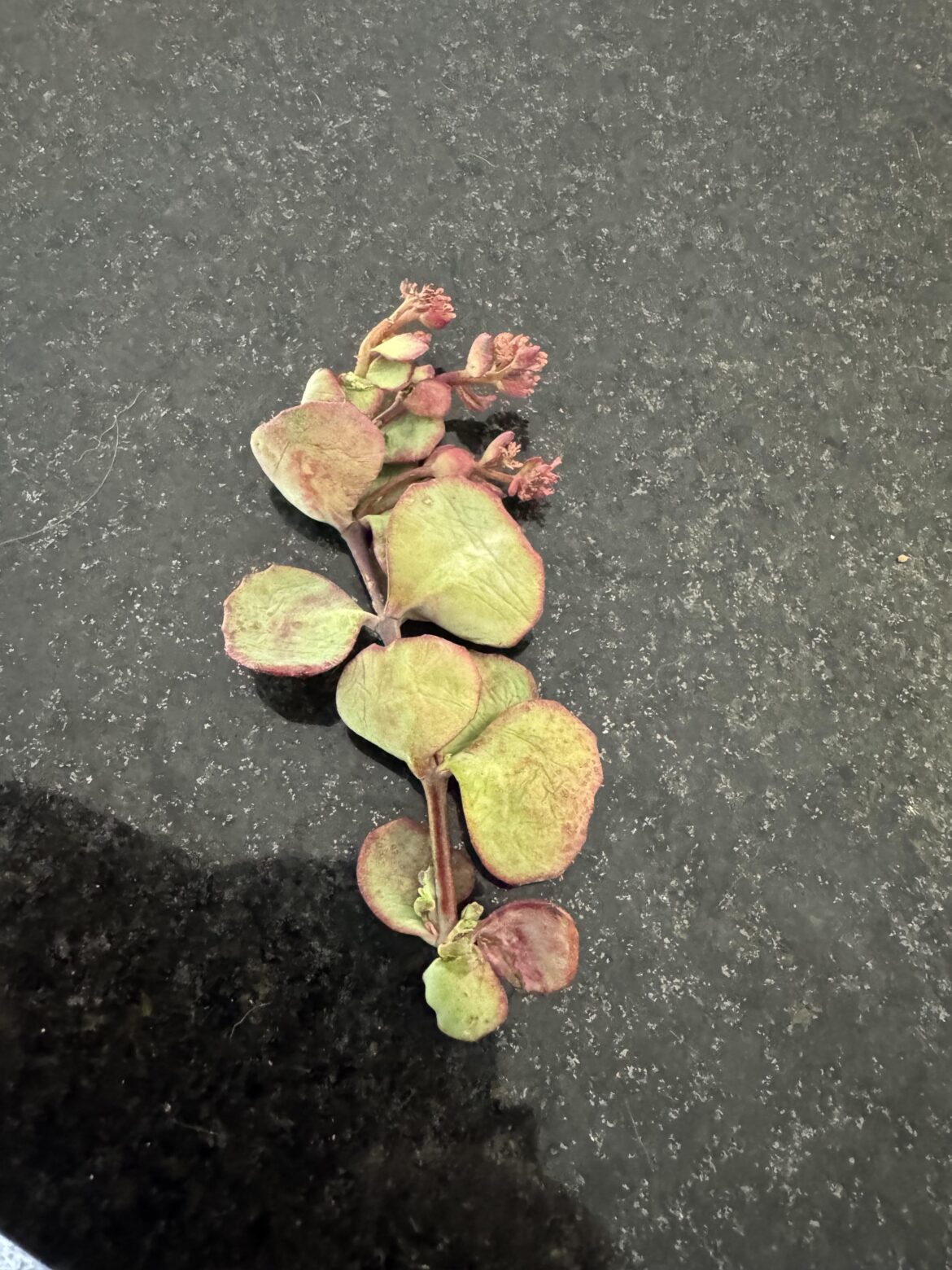 Crassula cutting