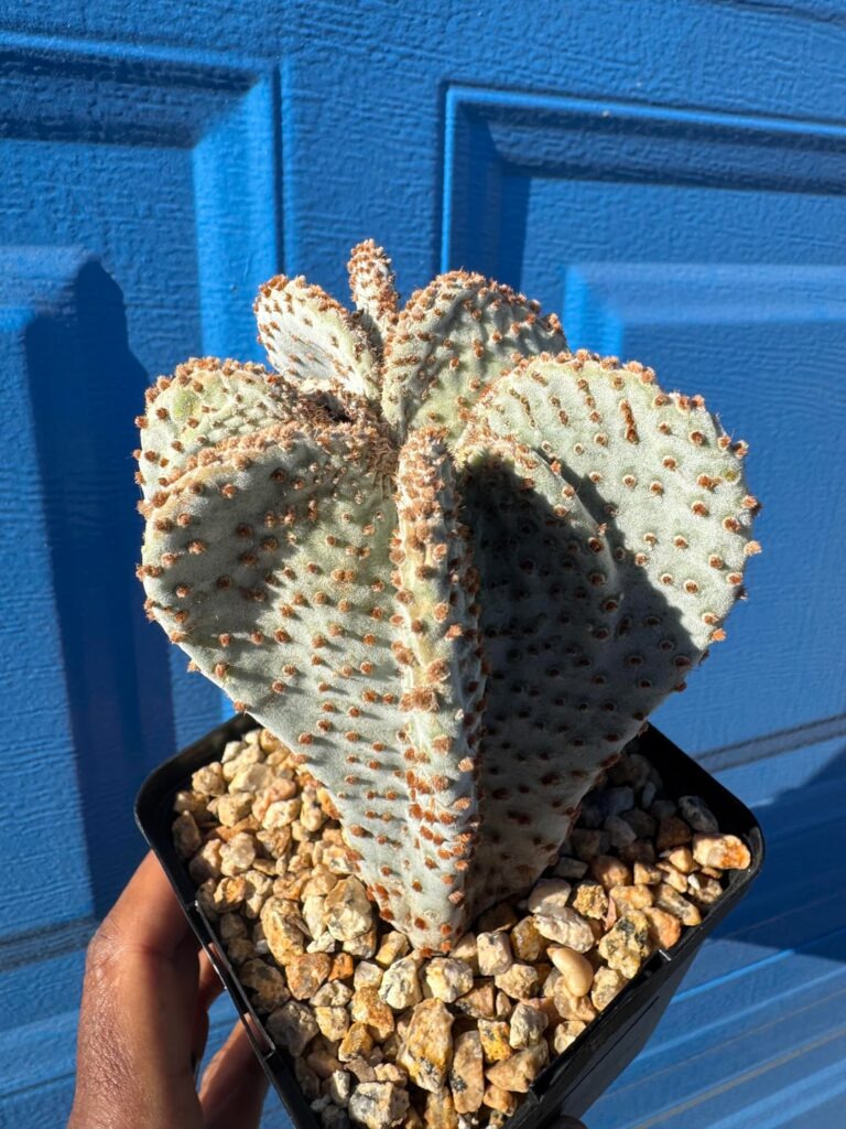 Opuntia basilaris monstrosa