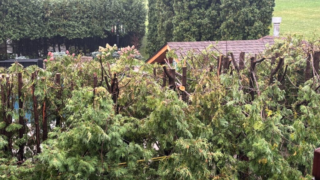 My neighbour chopped off the top My neighbour chopped off the top