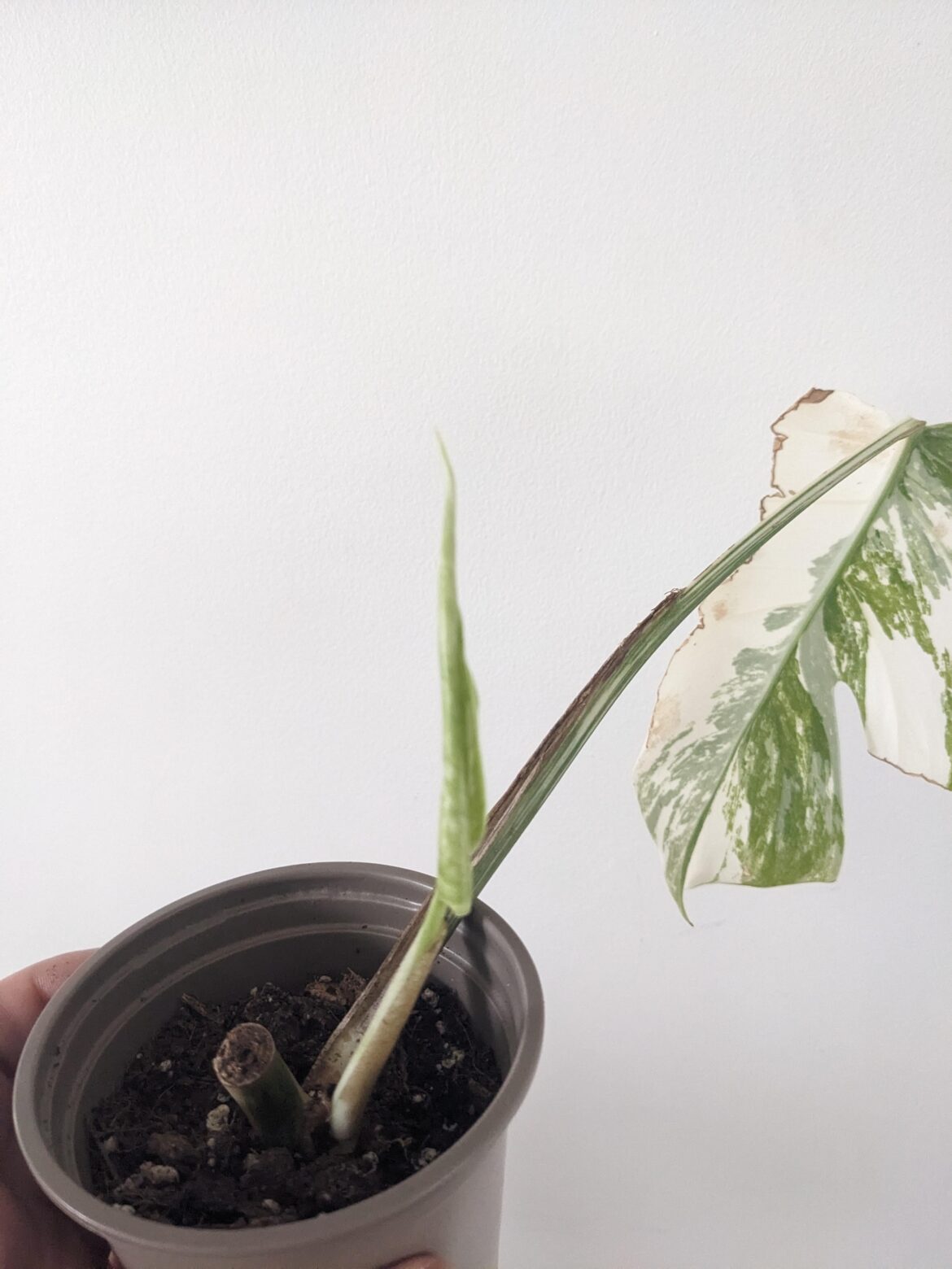 It's finally happening!