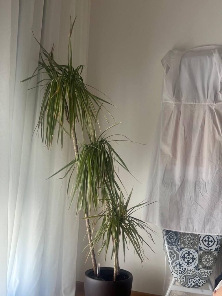 My Dracena is sad, please help.