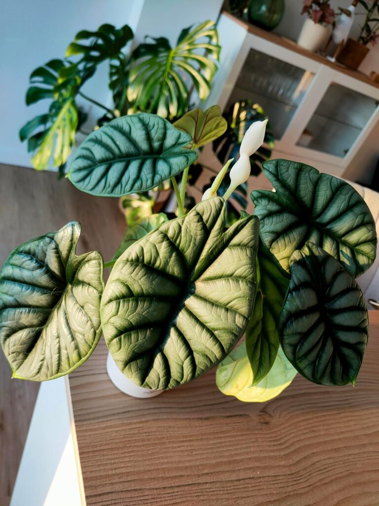 My silver dragon is blooming for the first time ☺️