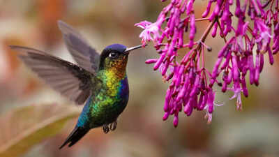 6 best flowers to attract hummingbirds: Nectar-rich plants for your garden