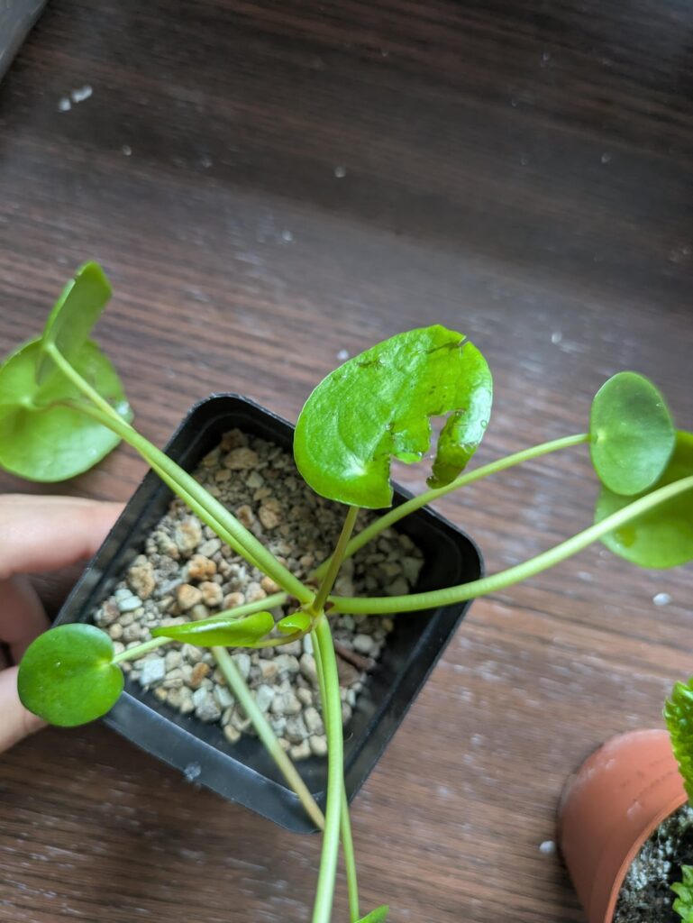 To cut or not to cut? after cat assasination attempt? (Warning: Puns)