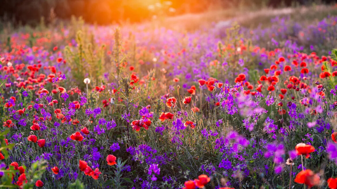 Yahoo lifestyle home