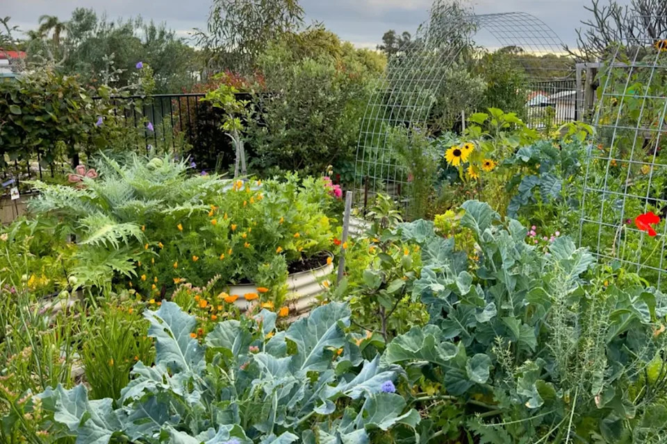 Mel's thriving veggie patch in the front yard of her suburban home.