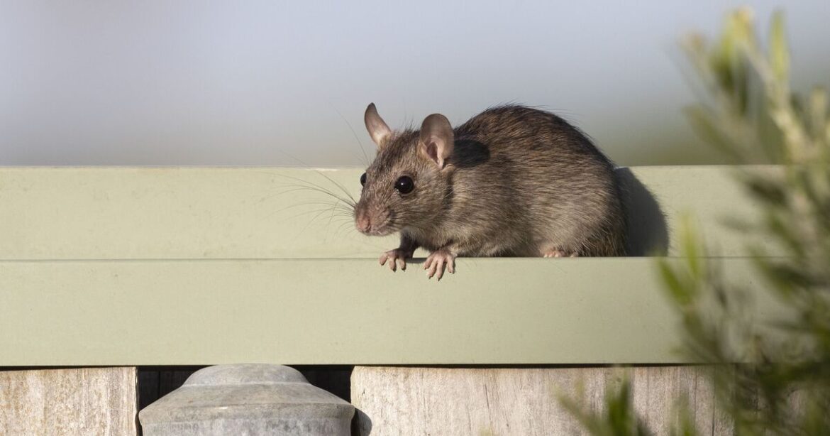 Rats will stay away from your garden in September thanks to 1 'super-cheap' spray hack