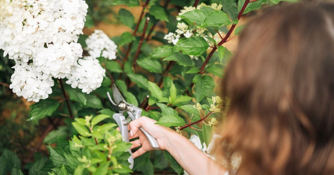 Mistake thousands of gardeners are about to make that ruins hydrangea