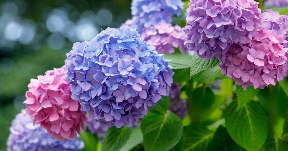Hydrangeas will bloom vigorously for longer with simple gardening tip