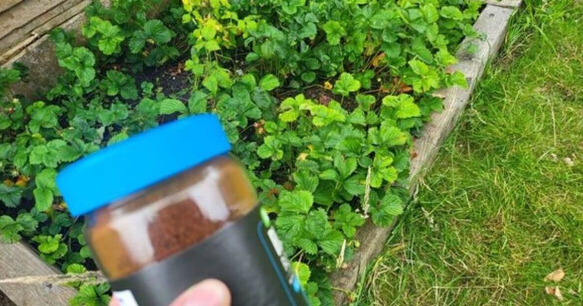 Gardeners urged to sprinkle coffee on garden as September starts Gardeners urged to sprinkle coffee on garden as September starts
