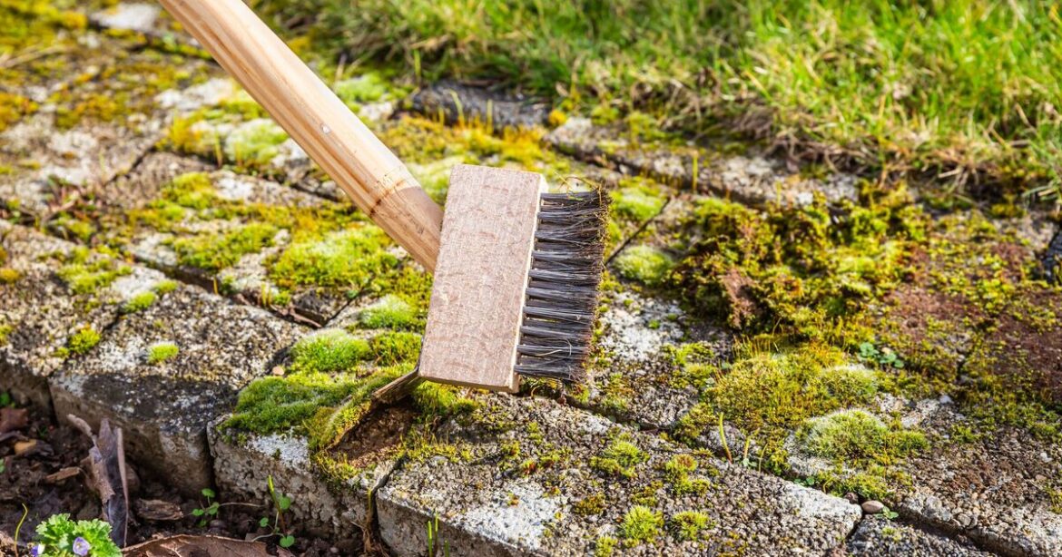 How to remove 'dangerous' algae from driveway with 35p ingredient