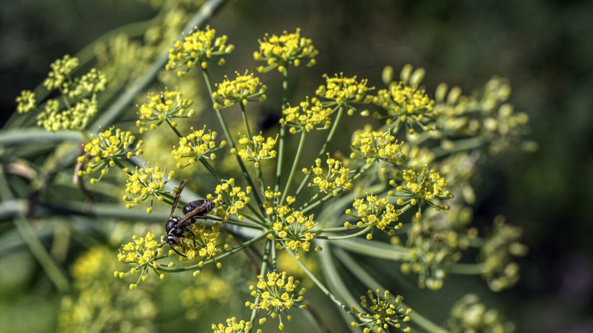 Yellow golden Alexander flowers in summer