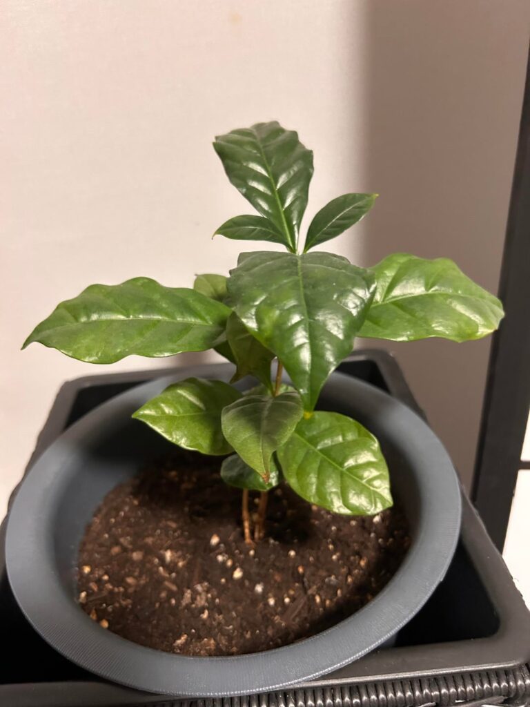 What is happening to my arabica coffee plant?