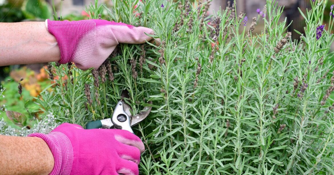 Plants to prune in September for ‘more flowers and a better display’