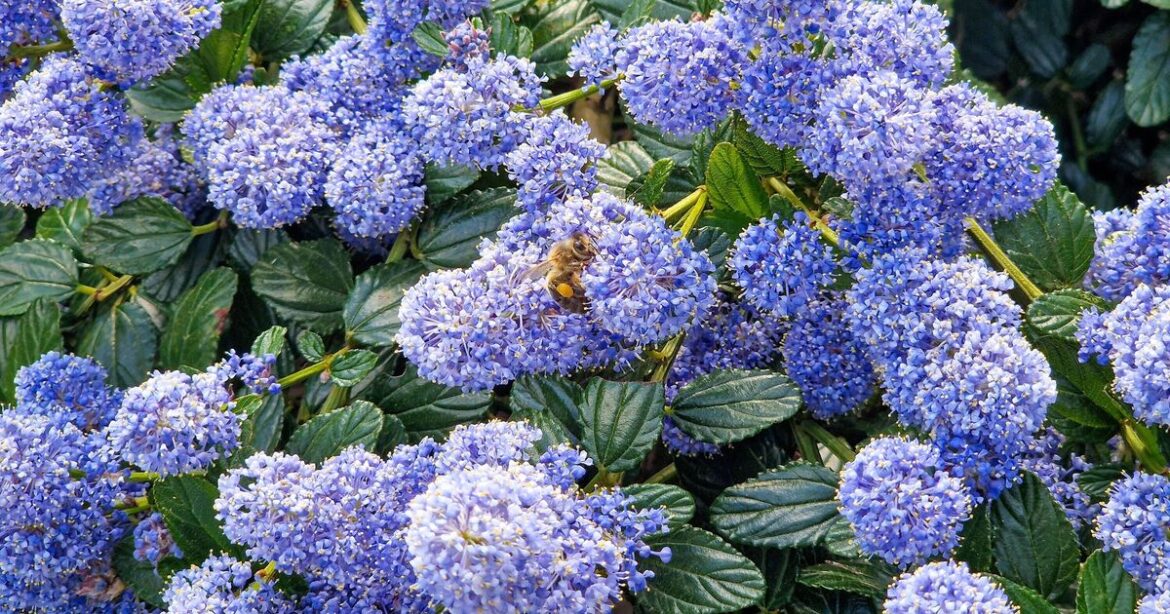 Do these gardening jobs in September for bright, colourful flowers