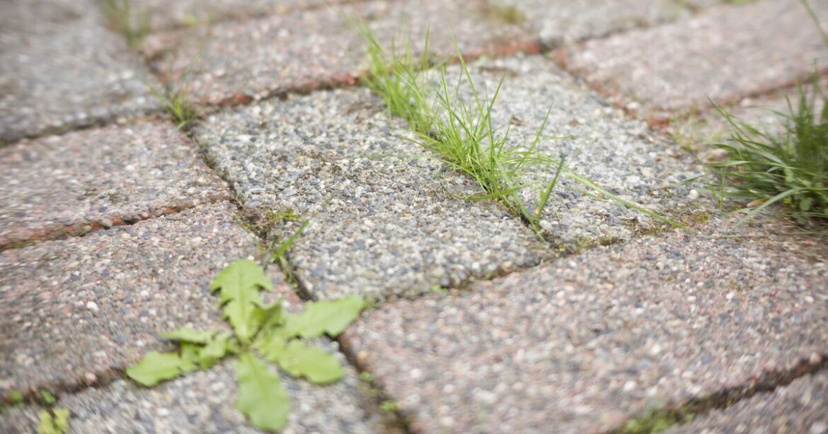 How to remove weeds from patios for good naturally without vinegar