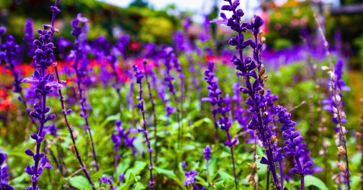 Lavender will stay strong and healthy if gardeners do a 10-minute task in September Lavender will stay strong and healthy if gardeners do a 10-minute task in September