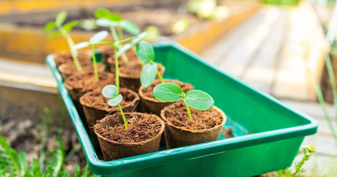 Gardeners urged to plant specific seeds within next 23 days Gardeners urged to plant specific seeds within next 23 days