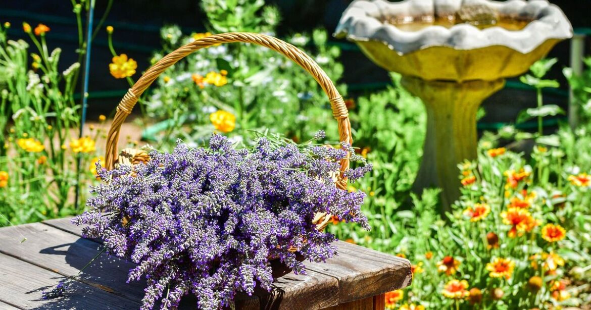 Gardeners rushing to buy 10 plants after warning of ‘false autumn'