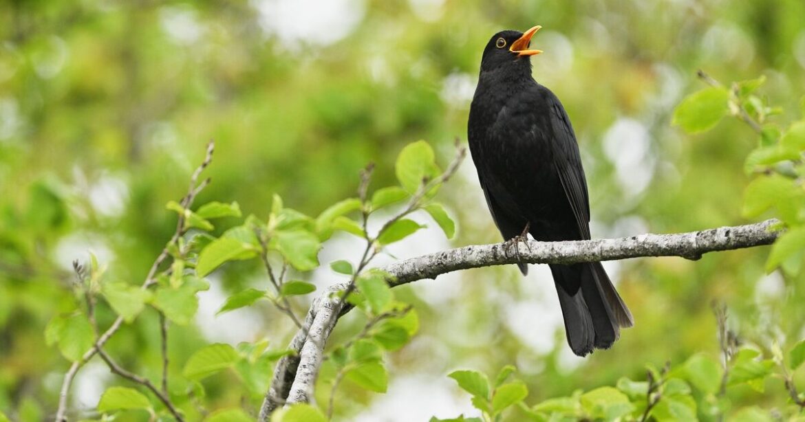 Gardeners urged to leave one item in garden for blackbirds in September