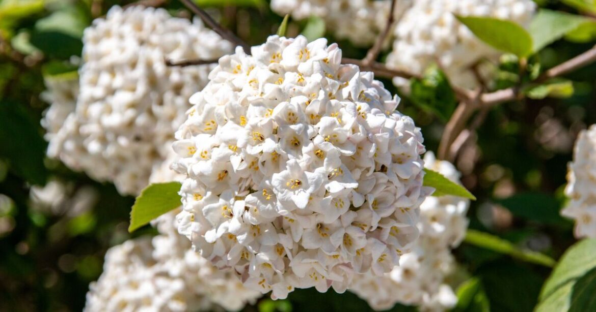 What to plant instead of hydrangeas – flower 3 gardeners love more What to plant instead of hydrangeas – flower 3 gardeners love more