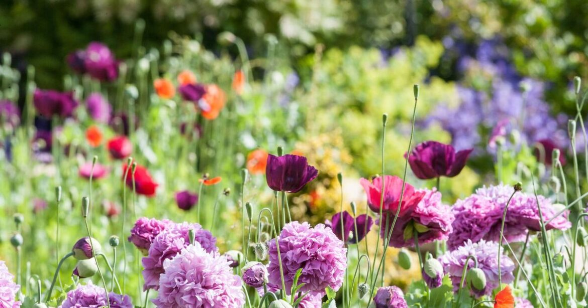 Gardeners urged to do this one task in September