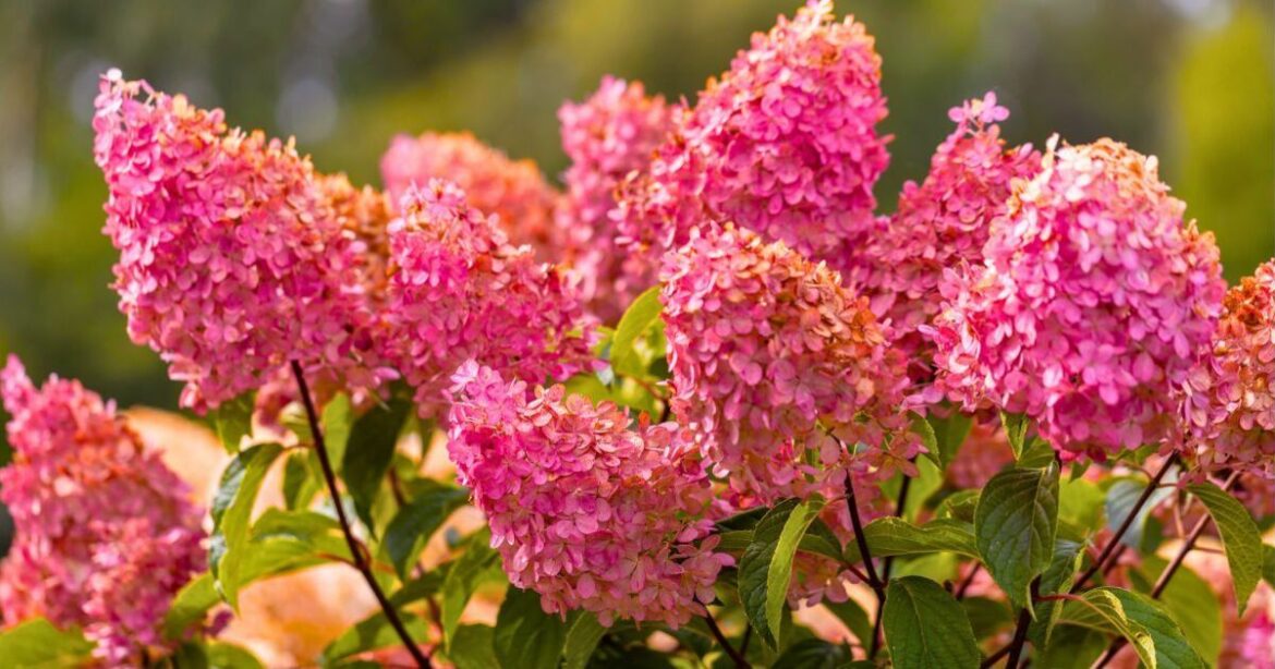 Hydrangeas come back stronger after winter if a simple item is added to the soil