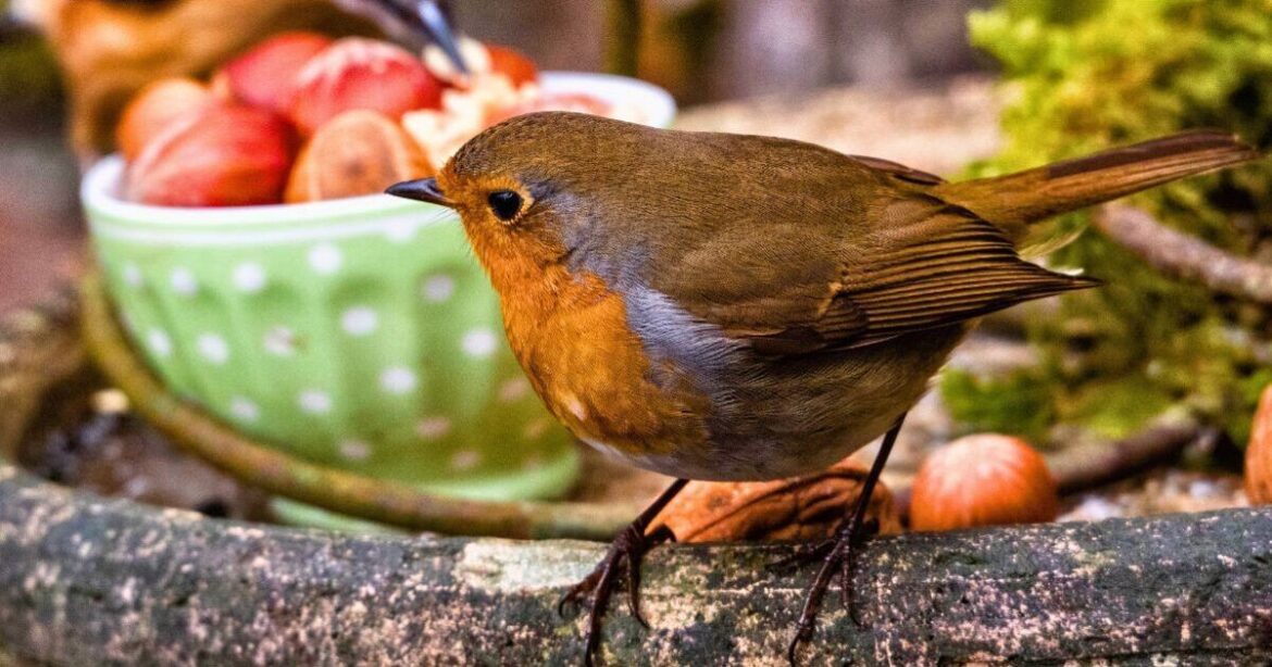 Robins keep coming back to gardens if you leave out 1 cupboard staple Robins keep coming back to gardens if you leave out 1 cupboard staple