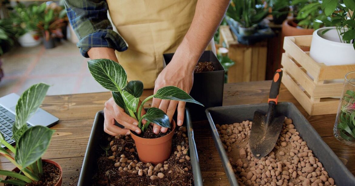 Gardeners told to propagate these six houseplants now
