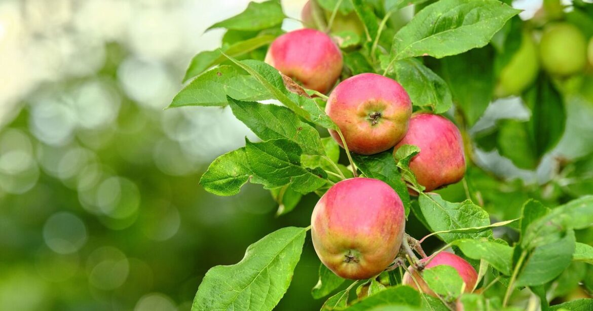 Warning issued to anyone taking fruit from a tree overhanging your garden Warning issued to anyone taking fruit from a tree overhanging your garden