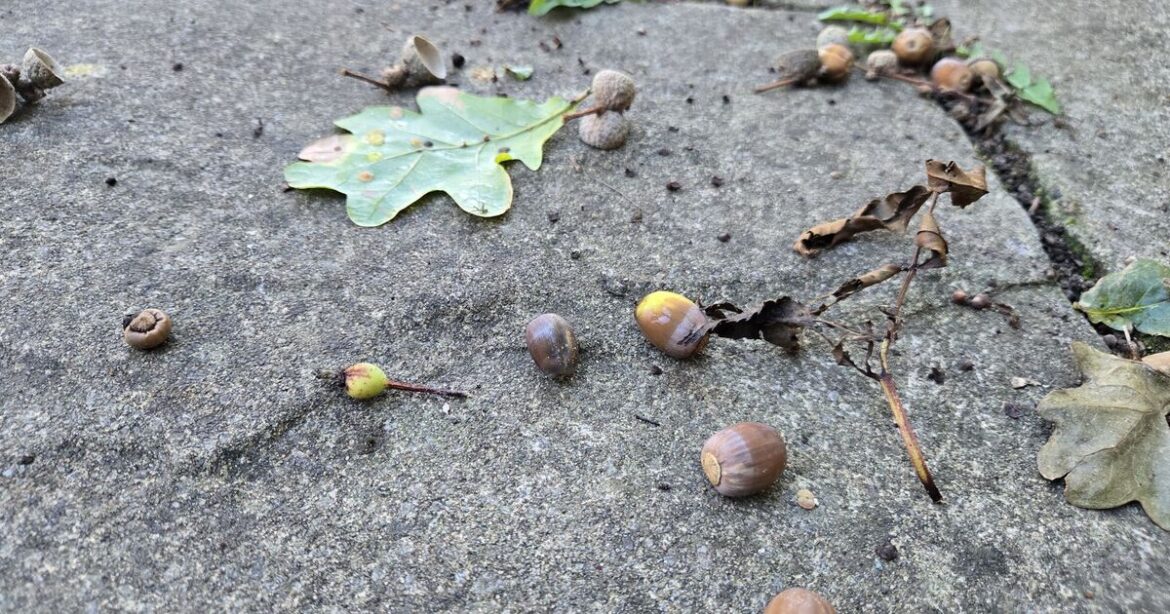 Warning issued to anyone with acorns in garden Warning issued to anyone with acorns in garden