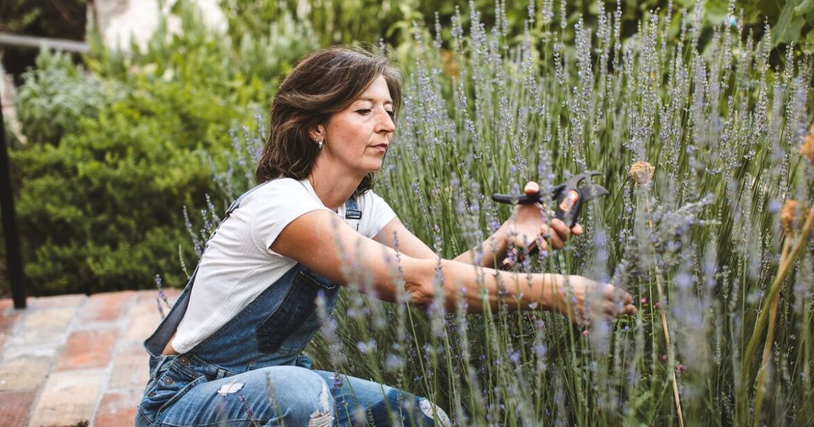 Monty Don says 1 simple task avoids ‘woody’ lavender plants