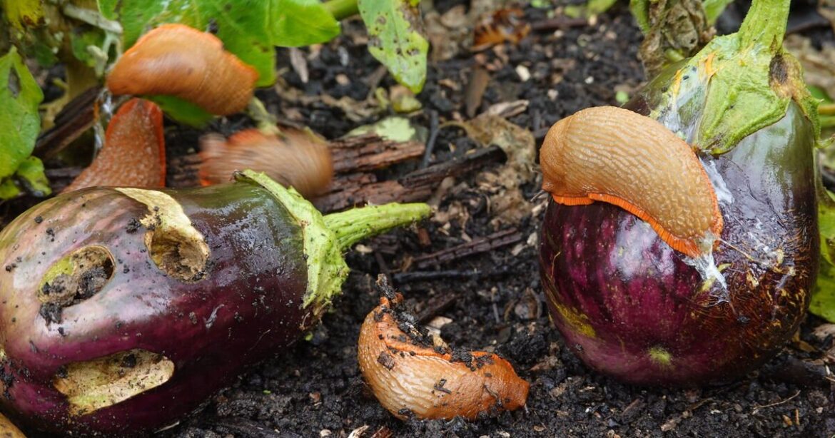 How to deter slugs and snails for good with 1 garden plant they hate How to deter slugs and snails for good with 1 garden plant they hate
