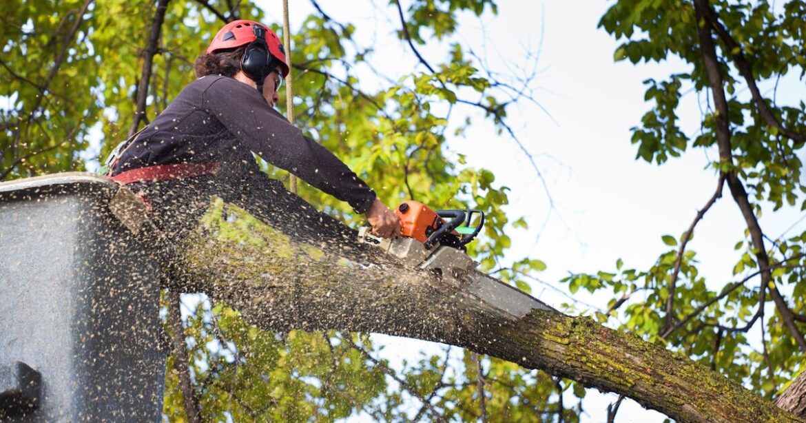 Lawyer explains rules for pruning a neighbour’s tree in your garden Lawyer explains rules for pruning a neighbour's tree in your garden
