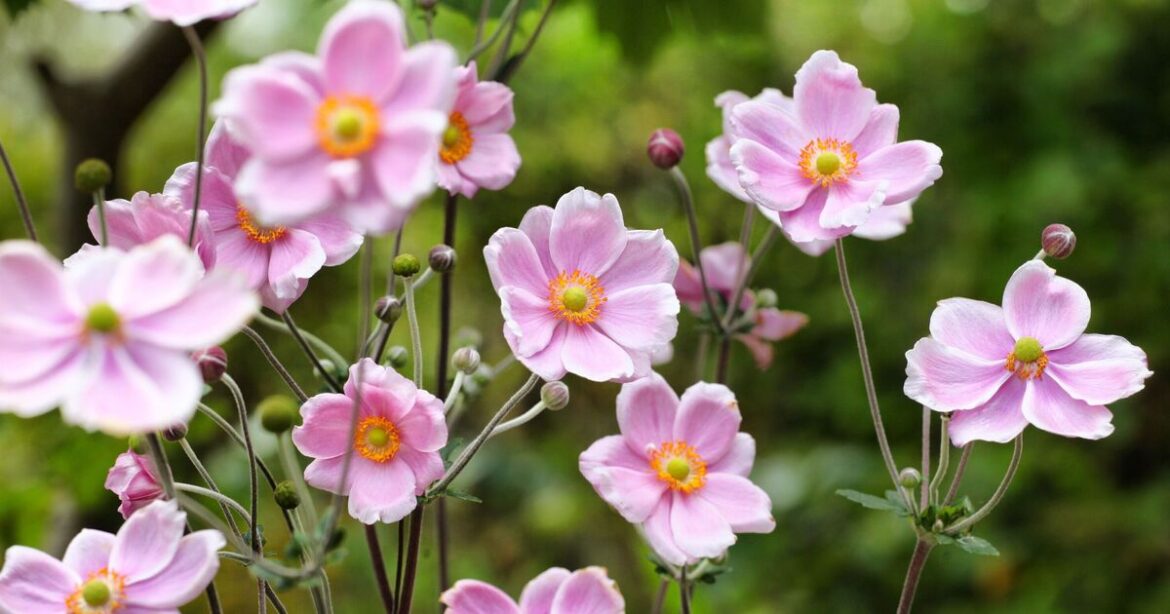 Gardens will ‘pop with colour’ in Autumn if you plant 3 flowers Gardens will 'pop with colour' in Autumn if you plant 3 flowers