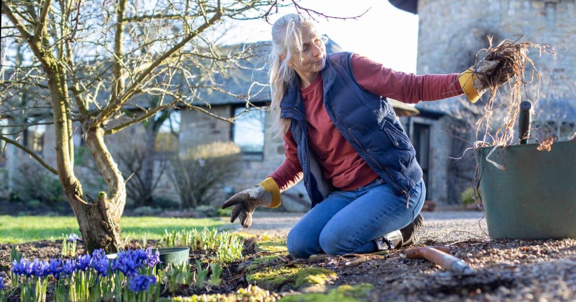 Monty Don warns gardeners ‘you’ve broken the law’ if you dig up one plant Monty Don warns gardeners 'you've broken the law' if you dig up one plant