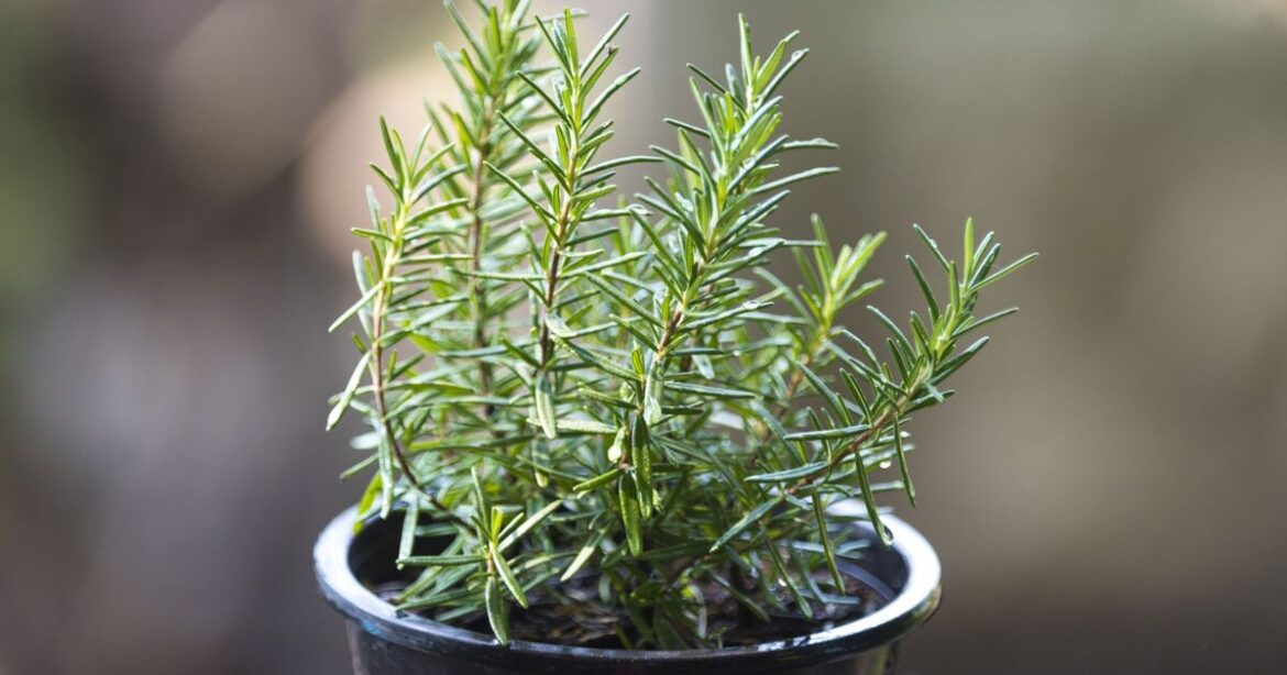 Gardeners urged to put rosemary in gardens and by patio doors Gardeners urged to put rosemary in gardens and by patio doors