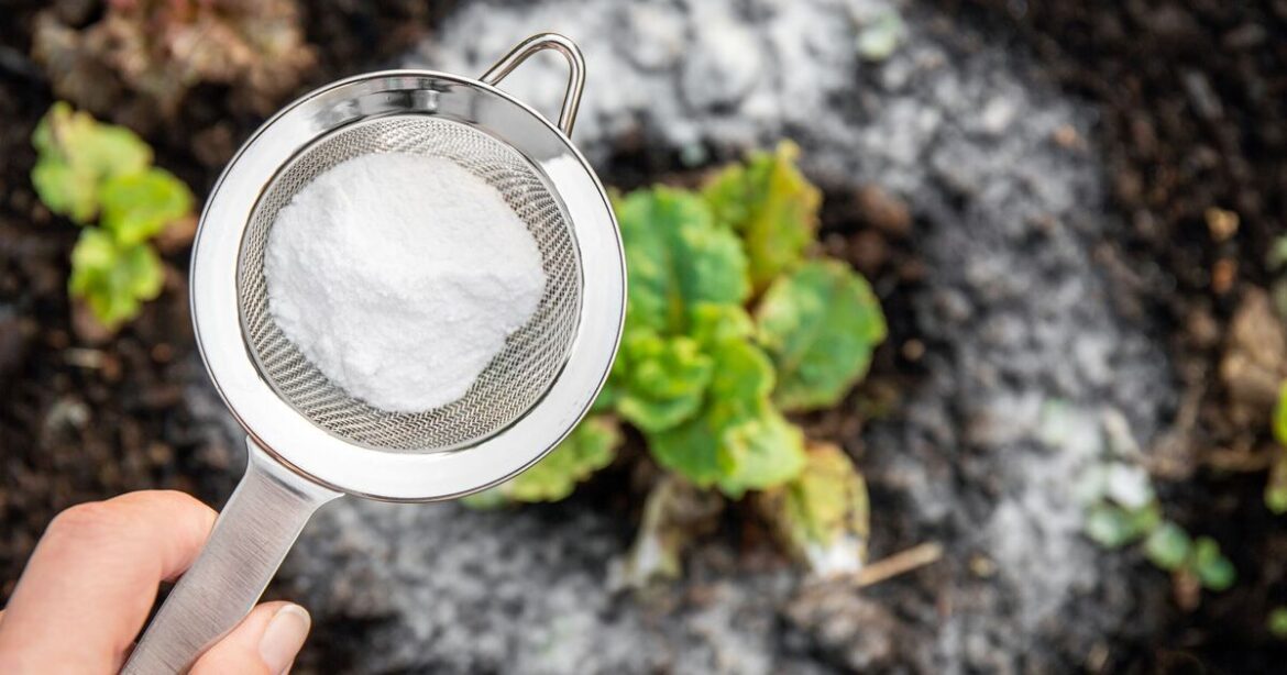 Households urged to put baking powder in garden in October Households urged to put baking powder in garden in October