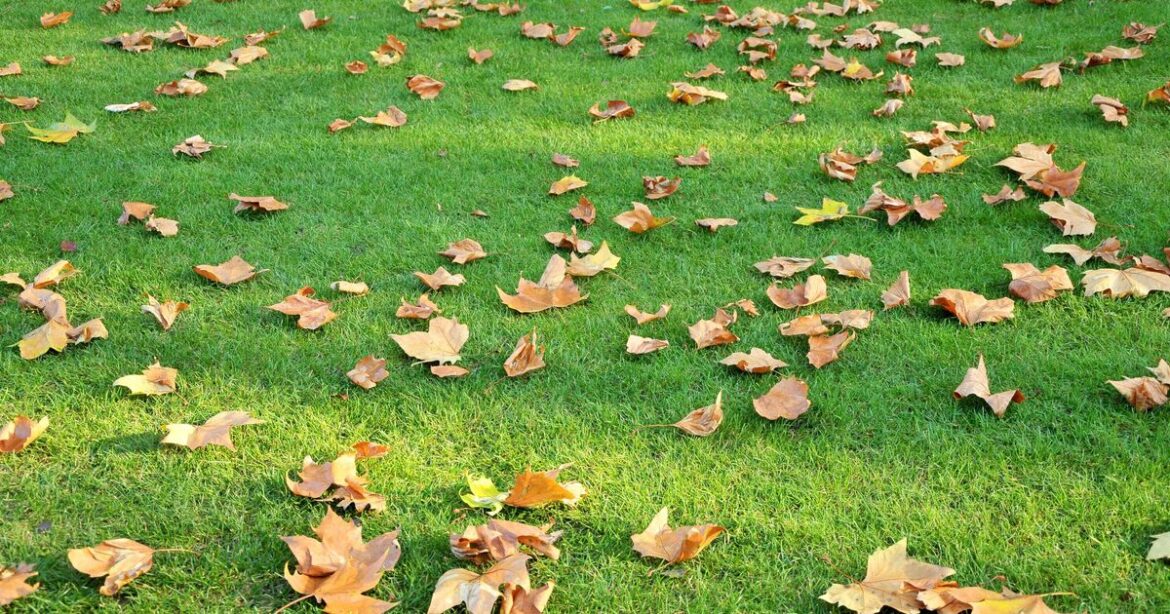 Gardeners should do 1 lawn task in September to bring grass 'back to life'