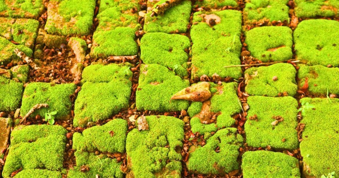 Moss will disappear and not grow back if you ditch vinegar for a kitchen item Moss will disappear and not grow back if you ditch vinegar for a kitchen item