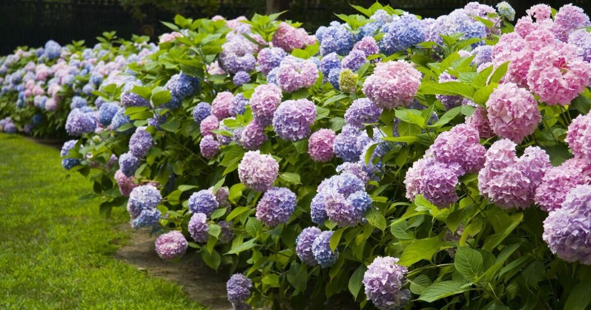 Hydrangeas will bloom bigger flowers if 1 ingredient is added to soil Hydrangeas will bloom bigger flowers if 1 ingredient is added to soil