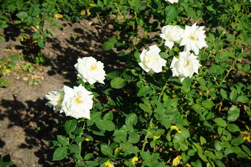 Hybrid tea rose, Rosa 'Polarstern' blooms with pure white flowers in July in the park. Rose is a woody perennial flowering plant of the genus Rosa, in the family Rosaceae. Berlin, Germany