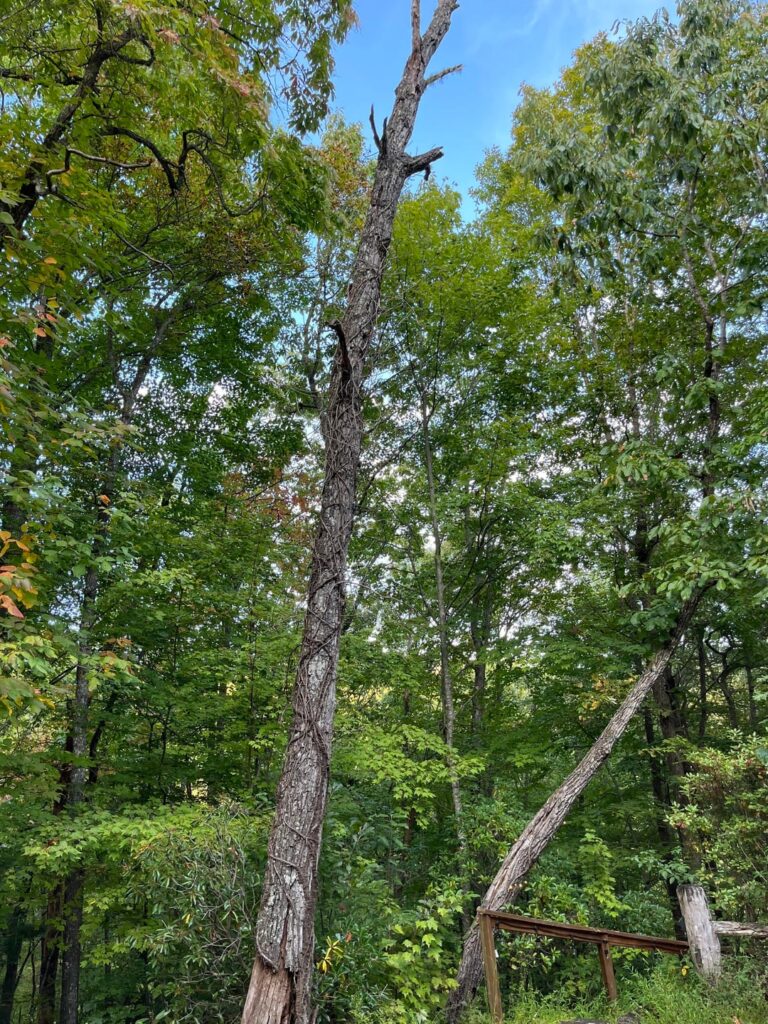 How bad we talking here? This overhangs a cabin I’m at.