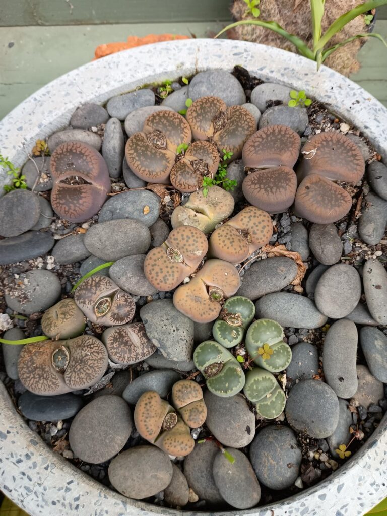 Lithop Seedpods? Lithop Seedpods?
