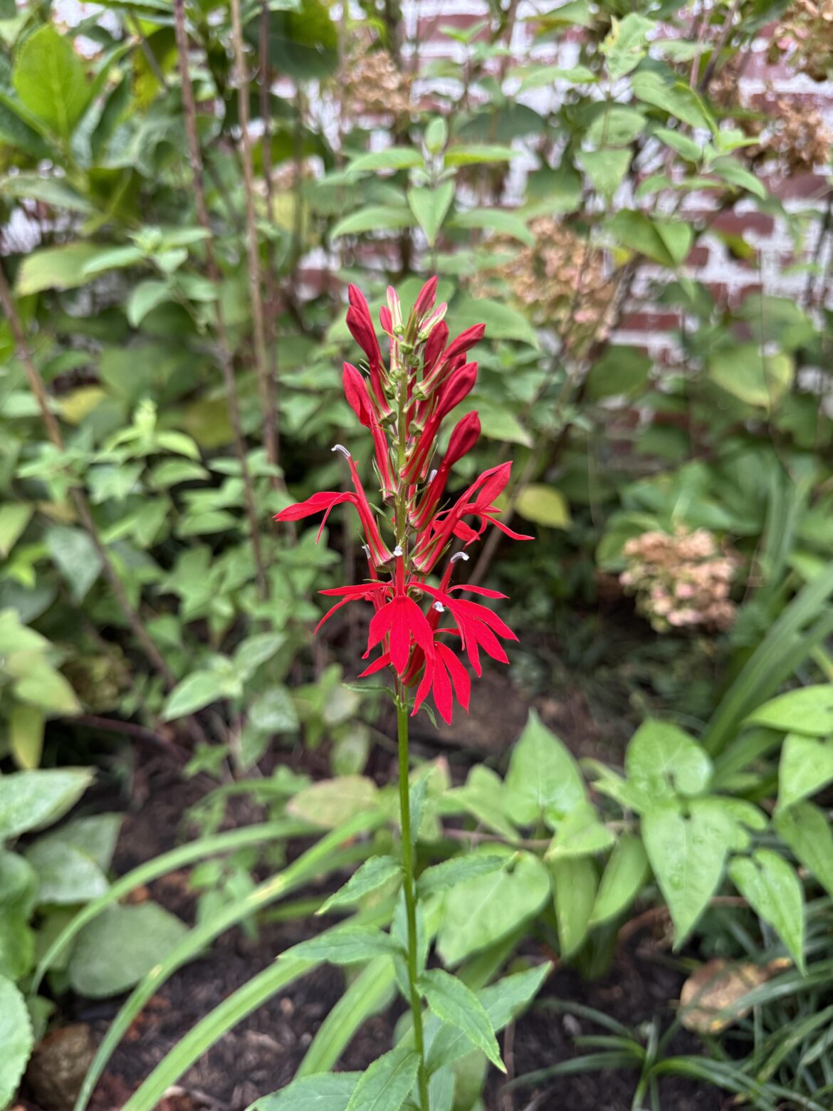 Is this cardinal flower?!