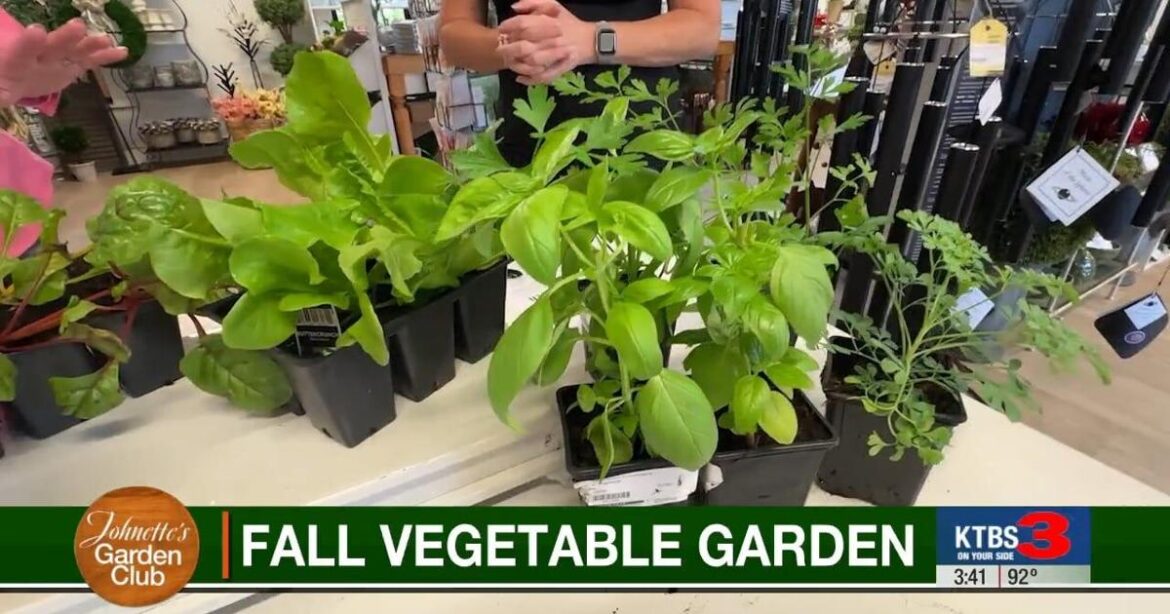 Fall planting season brings fresh opportunities for gardeners | Johnette’s Garden Club Fall planting season brings fresh opportunities for gardeners | Johnette’s Garden Club