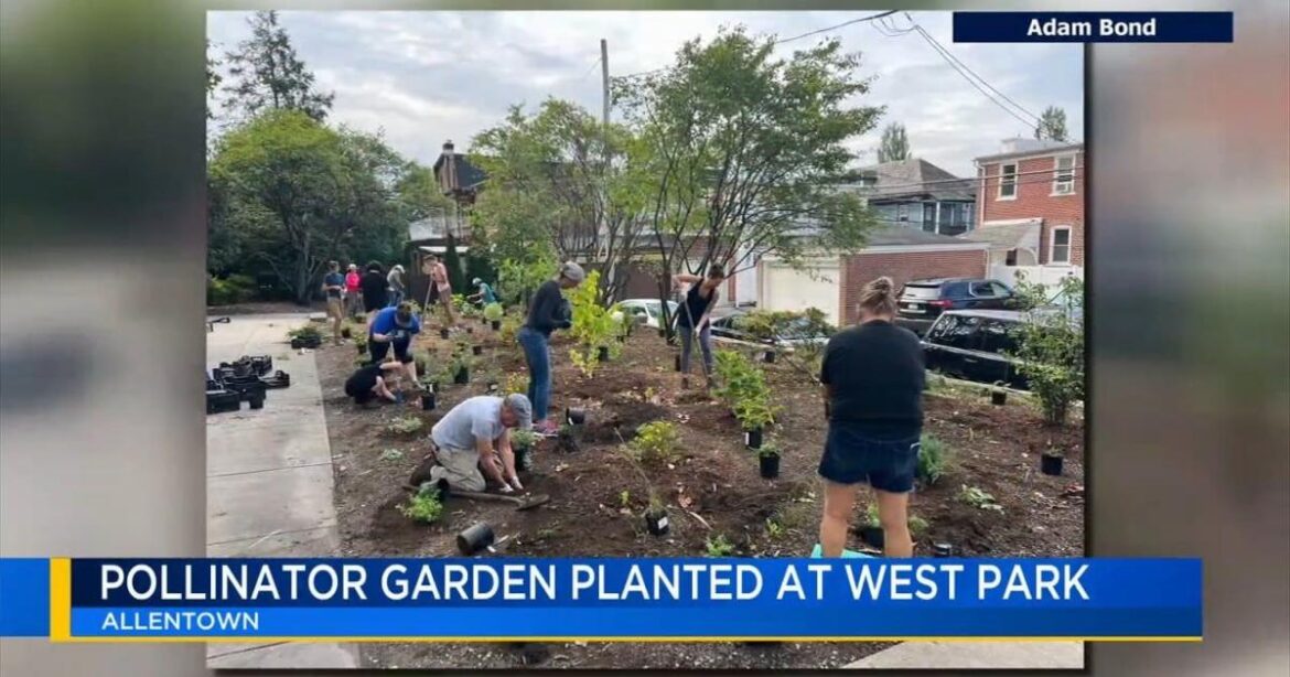 Allentown community starts pollinator garden for bees and butterflies | Allentown Area Allentown community starts pollinator garden for bees and butterflies | Allentown Area