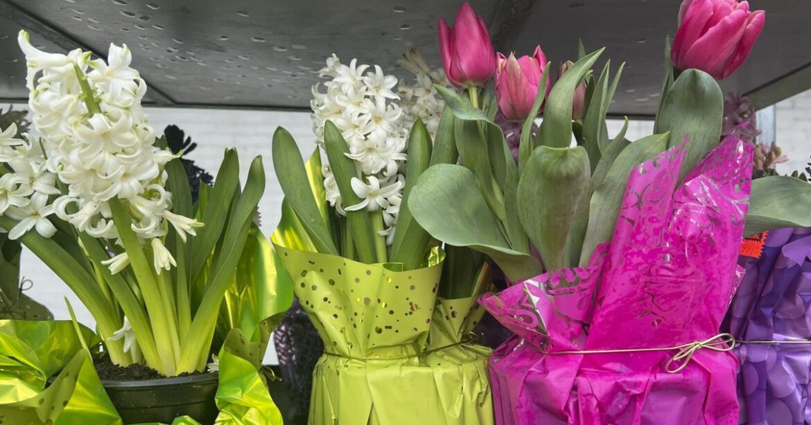 Brighten winter with indoor blooms by forcing spring bulbs to flower early | Brighten winter with indoor blooms by forcing spring bulbs to flower early |