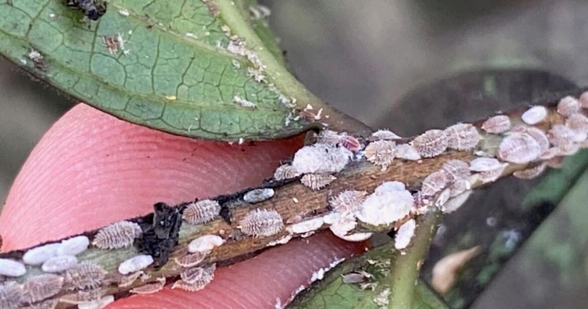 Combatting the invasive crape myrtle scale Combatting the invasive crape myrtle scale