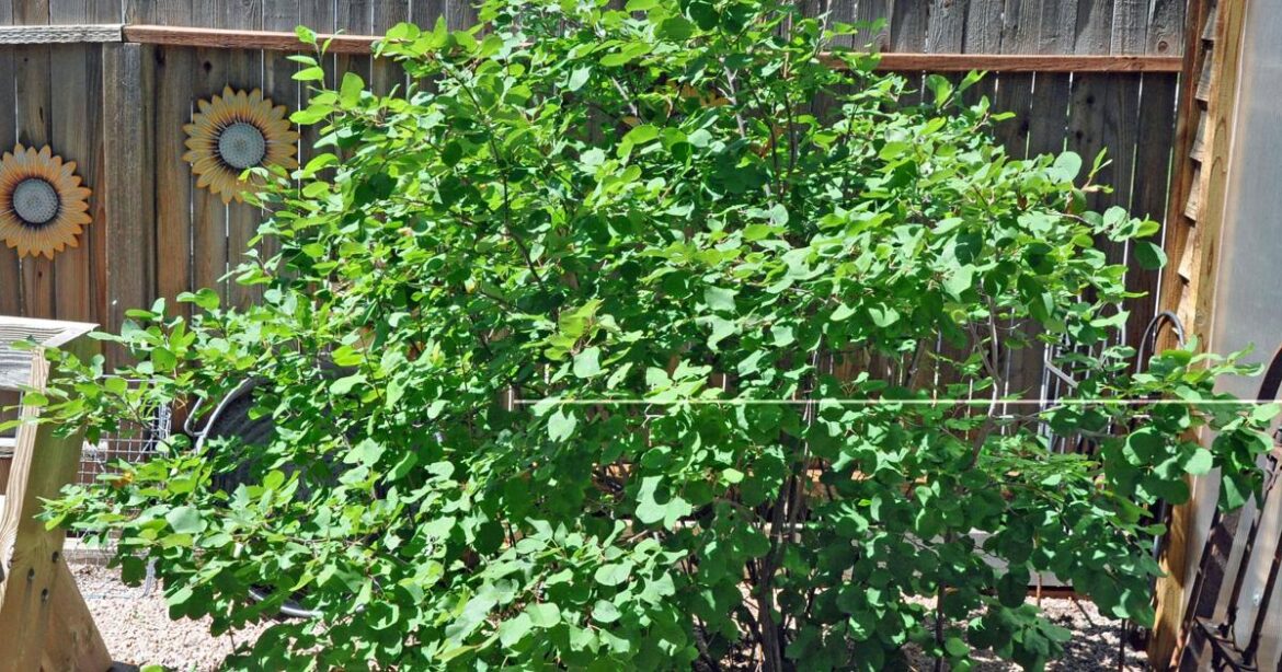 Year-round gardening: Plant this Colorado Springs native with four-season appeal | Lifestyle